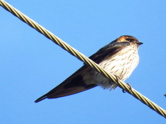 Cecropis striolata