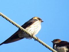 Cecropis striolata