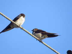 Cecropis striolata