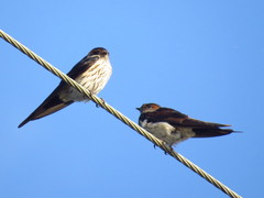 Cecropis striolata