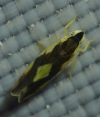 Erythroneura aclys