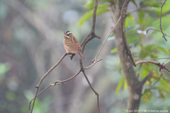 Emberiza tristrami