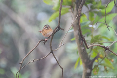 Emberiza tristrami