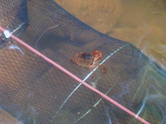 Trichodactylus fluviatilis