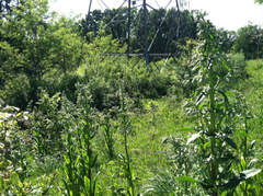 Frasera caroliniensis