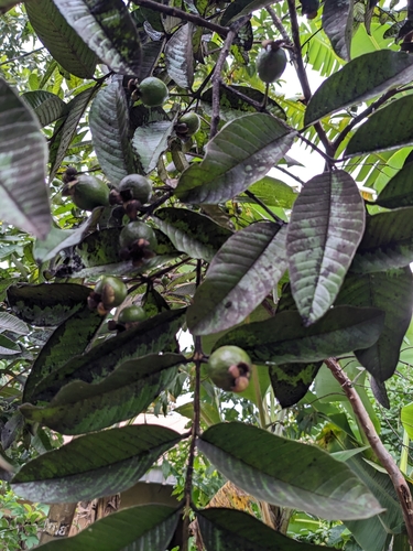 Common guava