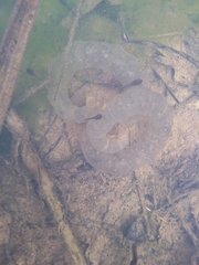 Hynobius quelpaertensis