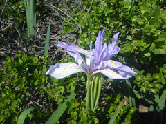 Iris longipetala
