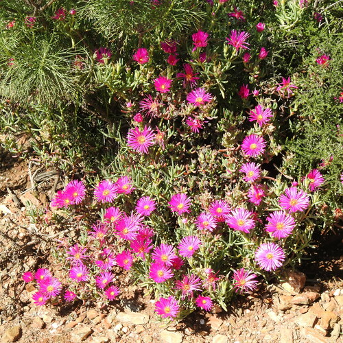 Image of Lampranthus stipulaceus by (c) Noeleen du Toit, some rights reserved (CC BY-SA)