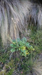 Myrrhidendron glaucescens