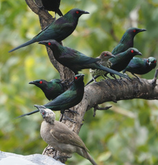 Metallic Starling photo 2