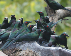 Metallic Starling photo 4