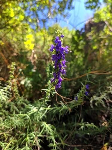 yzop lekársky (Hyssopus officinalis)