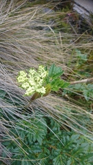 Myrrhidendron glaucescens