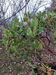 Arctostaphylos × media