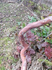 Arctostaphylos × media