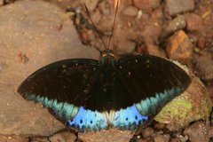 Lexias dirtea