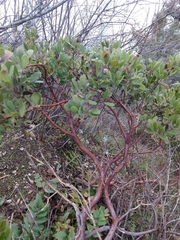 Arctostaphylos × media