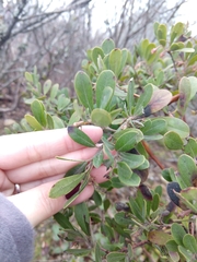 Arctostaphylos × media