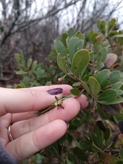 Arctostaphylos × media