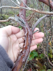 Arctostaphylos × media