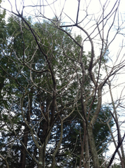 Toxicodendron vernix