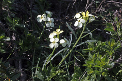 Erysimum franciscanum