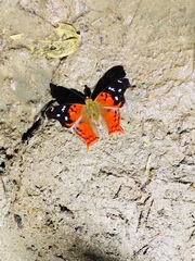 Hypanartia