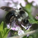 Hohtomaamehiläinen - Photo (c) AnneTanne, osa oikeuksista pidätetään (CC BY-NC)