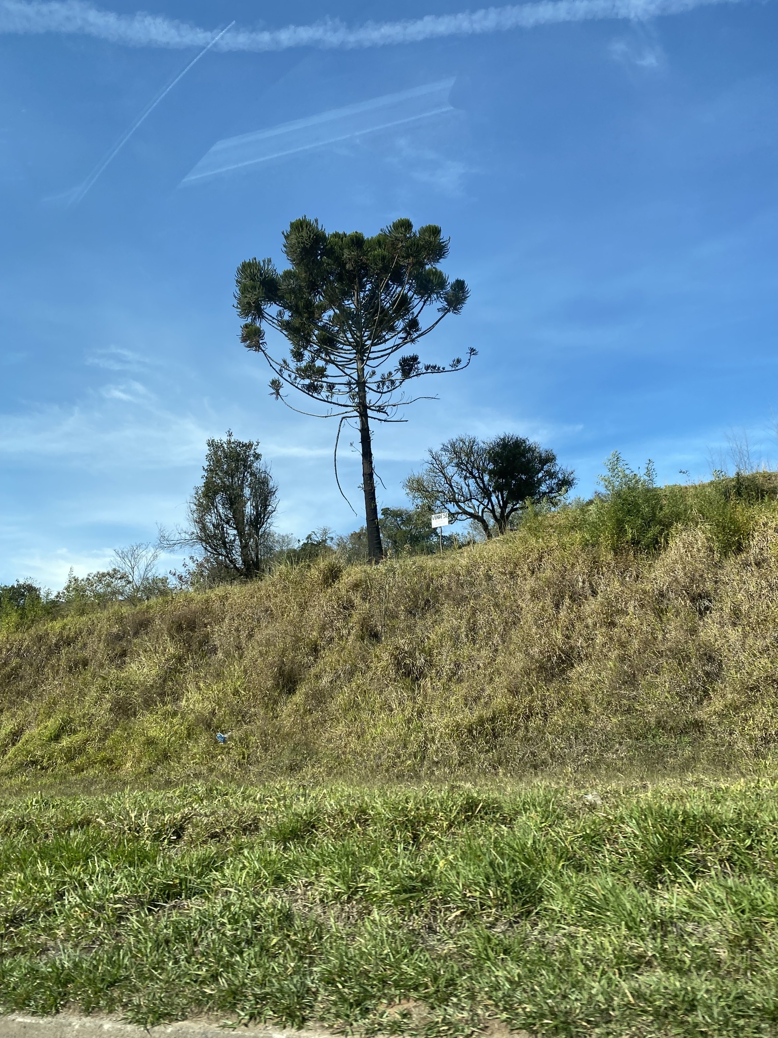Araucaria angustifolia