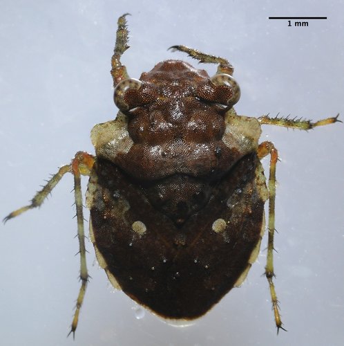 Big-eyed Toad Bug photo 4