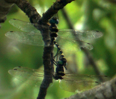Macromia
