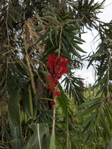 Melaleuca viminalis viminalis