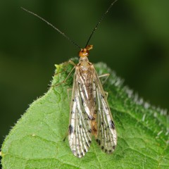 Panorpa nebulosa