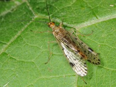 Panorpa nebulosa