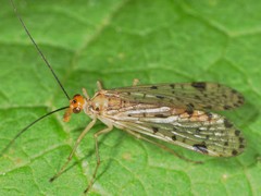 Panorpa nebulosa