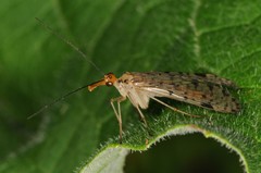 Panorpa nebulosa
