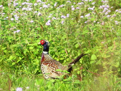 Phasianus colchicus formosanus