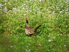 Phasianus colchicus formosanus