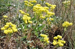 Oligogonum