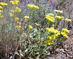 Oligogonum