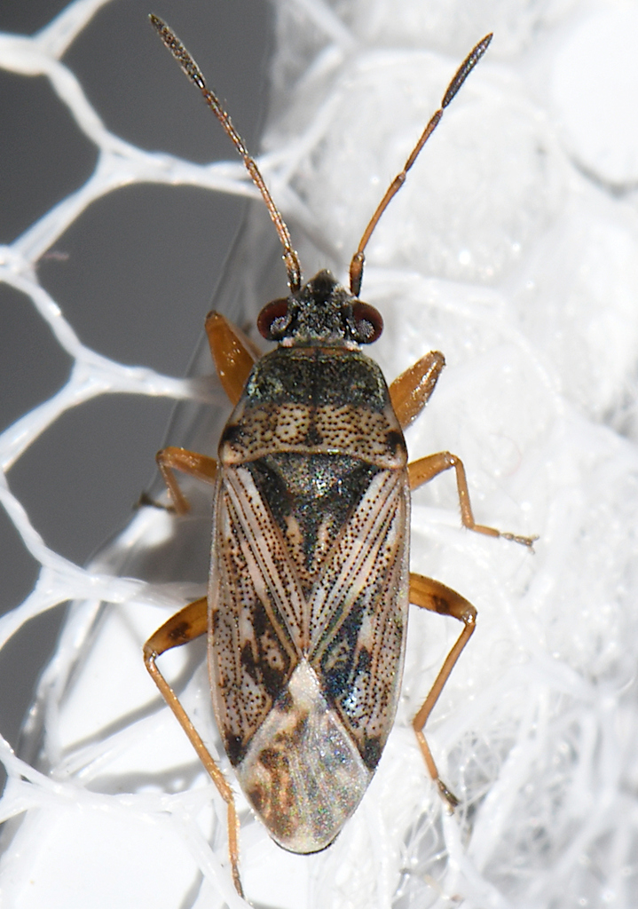 Peritrechus meridionalis