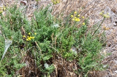 Lomatium papilioniferum