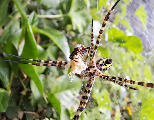 Wildlife Photography - Fierce Spider