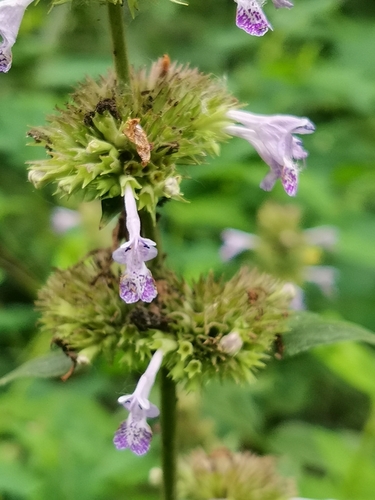 Stewart’s catnip (Nepeta manchuriensis)