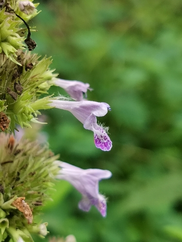 Image of Nepeta manchuriensis by (c) Elena_Sherehora, some rights reserved (CC BY)