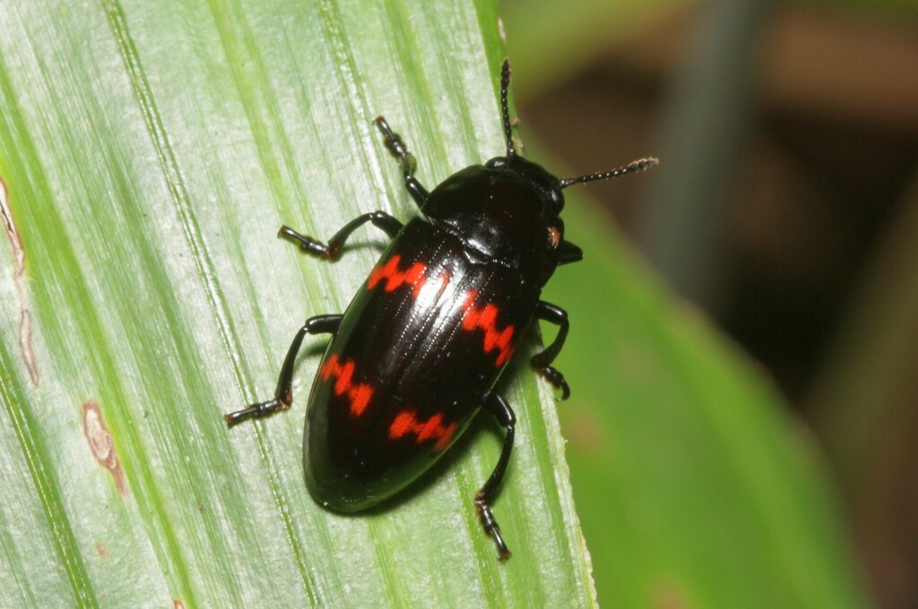 Pselaphacus rubricatus