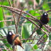 黑頭文鳥（臺灣亞種） - Photo 由 灶馬 所上傳的 (c) 灶馬，保留部份權利CC BY-NC