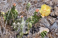 Opuntia × columbiana