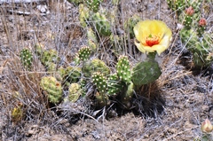 Opuntia × columbiana